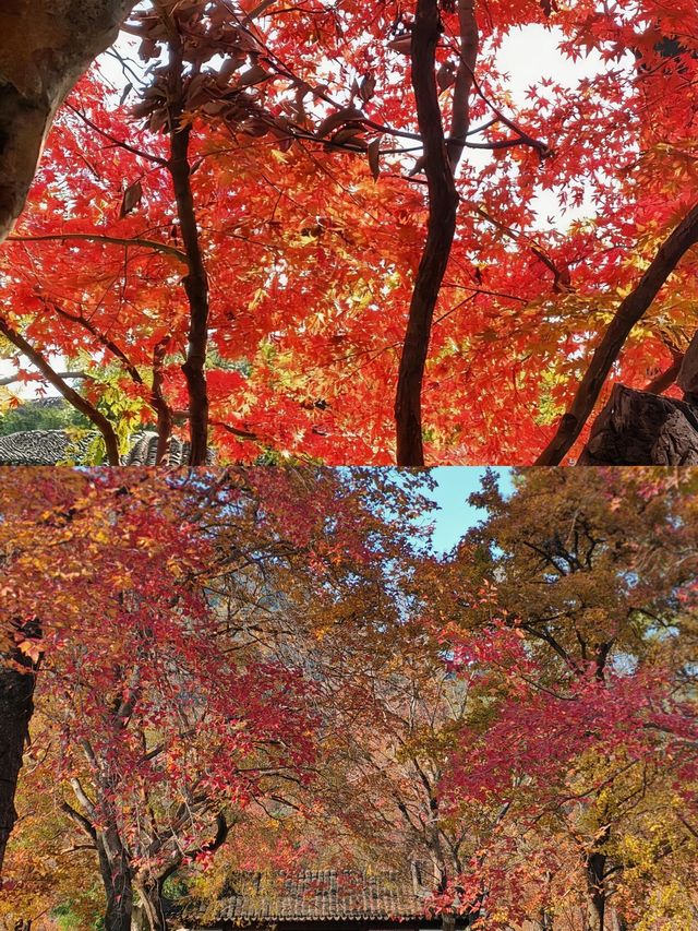 帶5歲娃打卡11月蘇州!江南秋景美到心巴上 帶5歲娃打卡11月蘇州!江南秋景美到心巴上