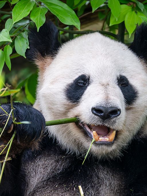 Как пользоваться картой «МИР» при поездке в Китай