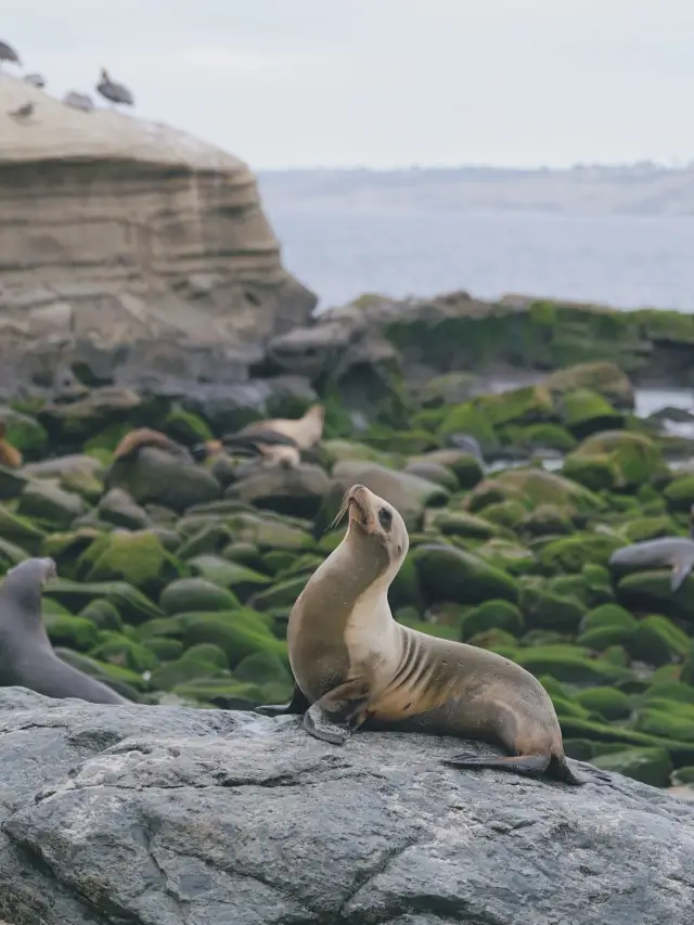 Sea Lions | San Diego's Cutest Residents