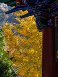 五老峰·秋|運城「雲端金脊」上線!