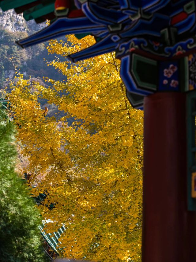 五老峰·秋|運城「雲端金脊」上線! 五老峰·秋|運城「雲端金脊」上線!