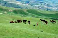 【震撼來襲】新疆喀拉峻景區全攻略!帶你開啟一場絕美的高原