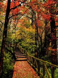 不用塞川西！成都3h直達的油畫彩林秘境