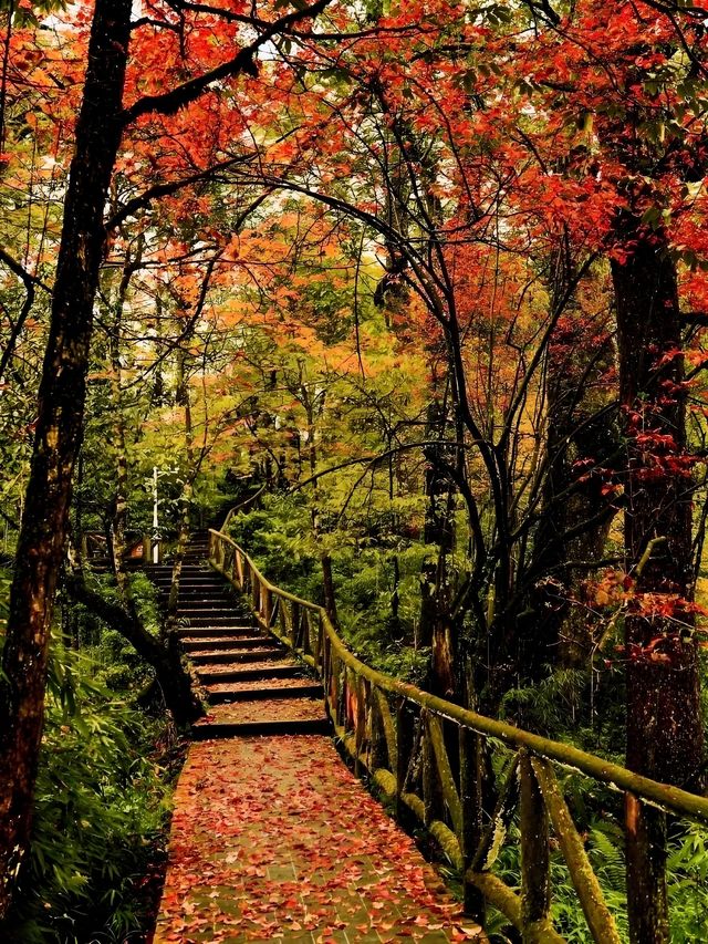 不用塞川西！成都3h直達的油畫彩林秘境