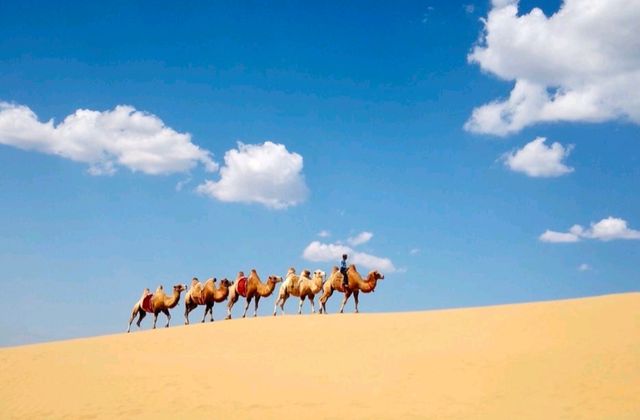 沙漠騎駝走天涯