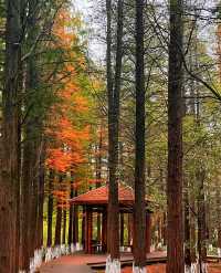 秋日艾溪湖楓葉大片