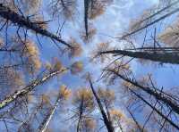 被（國家地理）評為中國5A最美秋色的阿爾山太美了