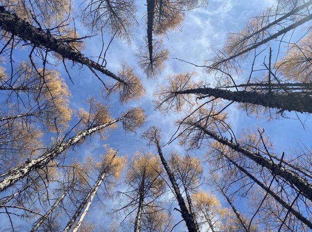 被（國家地理）評為中國5A最美秋色的阿爾山太美了