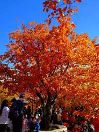 「坡峰嶺紅葉秘境·北京秋日天花板」
