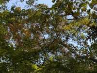 秋日虞山賞楓季