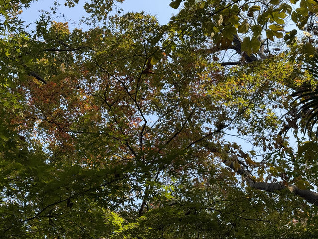 秋日虞山賞楓季