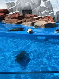 悠閒帶娃|上海海昌海洋公園不廢媽攻略