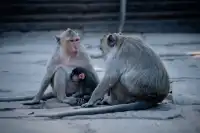 2025 旅行 | 柬埔寨-巴戎寺 Bayon Temple