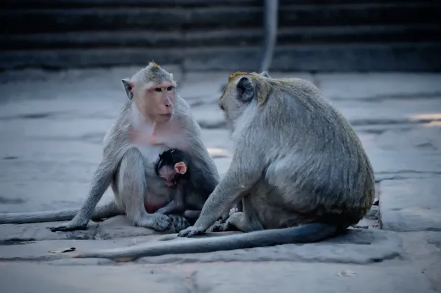 2025 旅行 | 柬埔寨-巴戎寺 Bayon Temple 2025 旅行 | 柬埔寨-巴戎寺 Bayon Temple