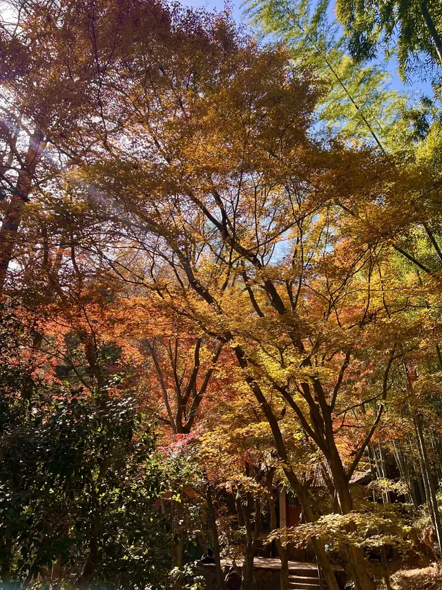 莫干山的正確打開方式 莫干山的正確打開方式