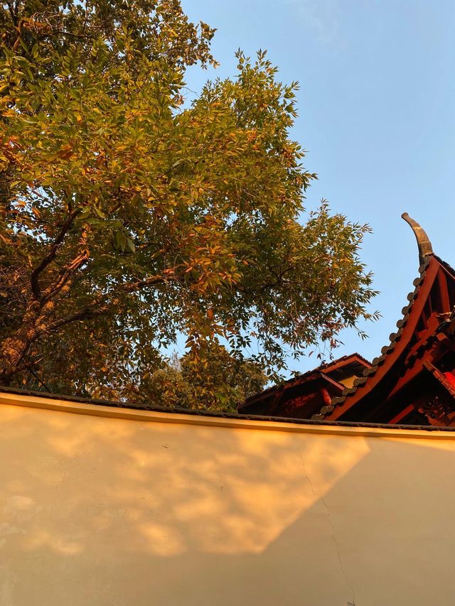 11.29週末plog |杭州小豬線徒步