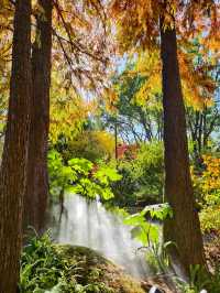 靜安輔德里公園的秋日秘境live