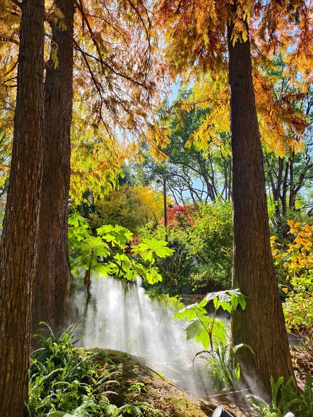 靜安輔德里公園的秋日秘境live