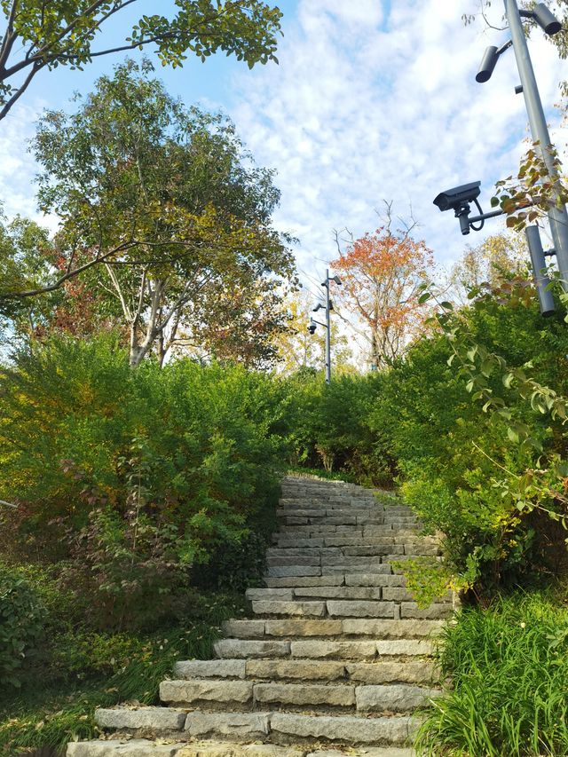 魔都秋色打卡 魔都秋色打卡