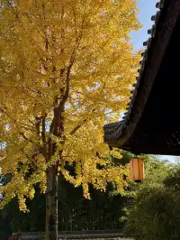 11.29實拍!月湖銀杏黃啦!真的好好看