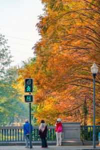 升仙湖的秋，是水杉用紅色寫的詩 