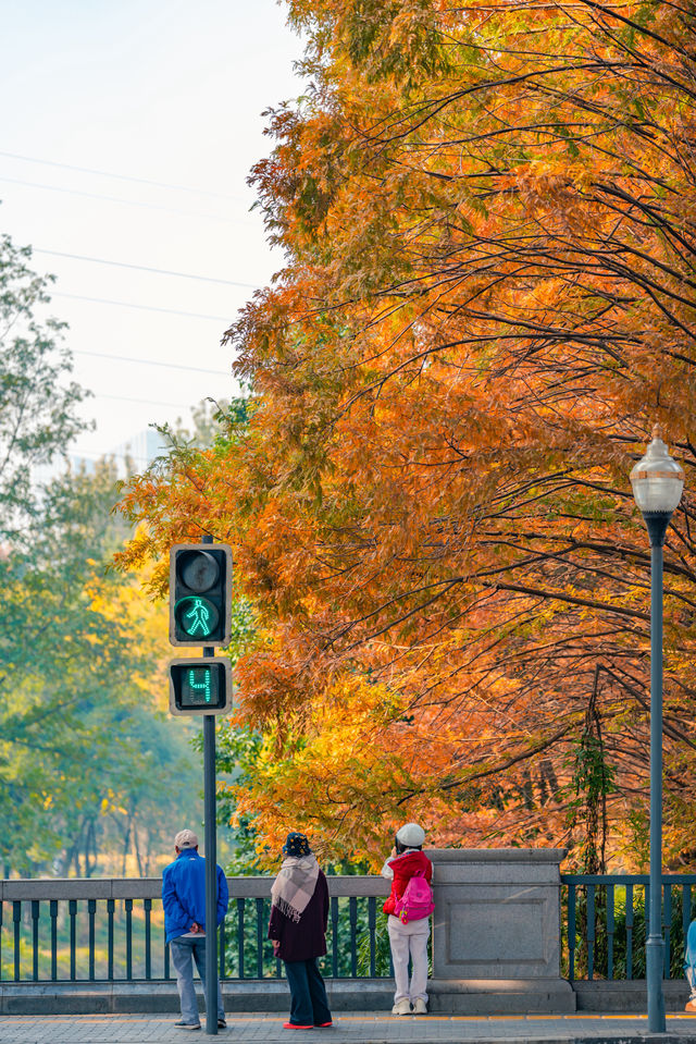 升仙湖的秋，是水杉用紅色寫的詩 