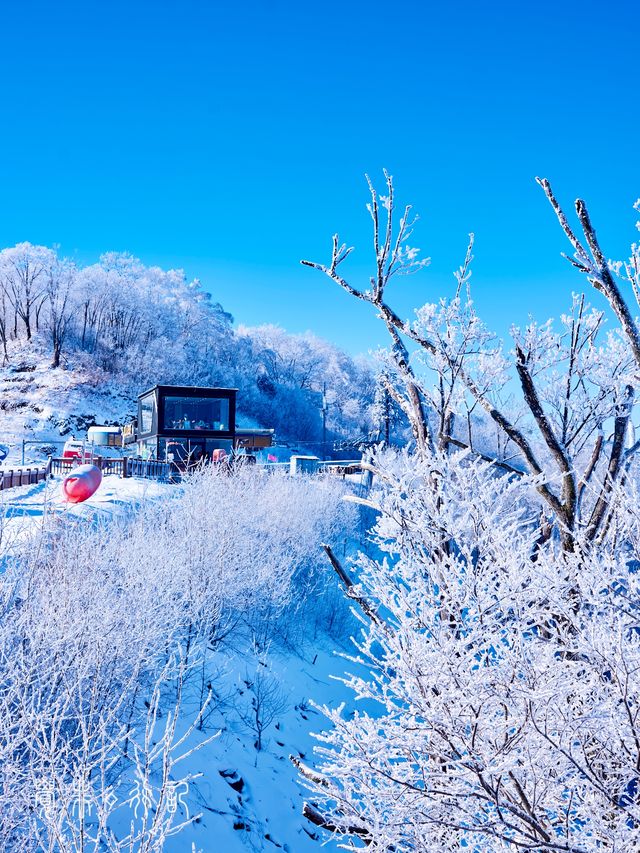 住進滑雪場裡!在長白山實現滑雪+撸寵自由 住進滑雪場裡!在長白山實現滑雪+撸寵自由