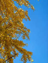 從文林街的銀杏黃到夢景遇見的深藍夜