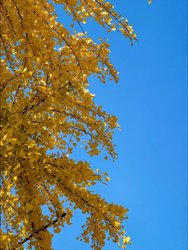 從文林街的銀杏黃到夢景遇見的深藍夜 從文林街的銀杏黃到夢景遇見的深藍夜