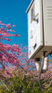 廈門芳都異木棉 + 錦江住宿攻略，粉色浪漫與舒適旅居指南🩷