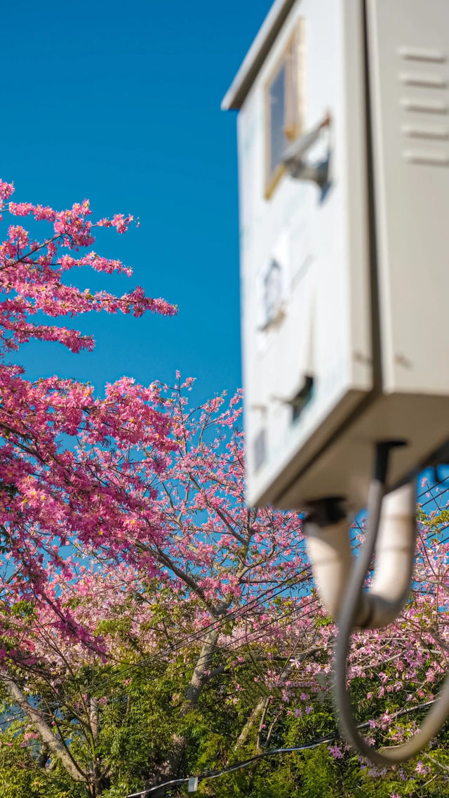 廈門芳都異木棉 + 錦江住宿攻略，粉色浪漫與舒適旅居指南🩷