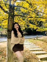 藏在廣東的「金色風暴眼」!銀杏迎來年度顏值巔峰!