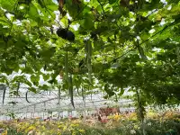 2025深圳大鵬菊花展