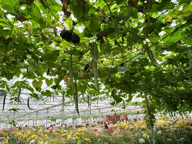 2025深圳大鵬菊花展 2025深圳大鵬菊花展