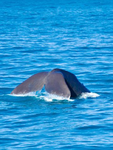 ダブル11の特別価格でニュージーランドをロック！南島6～9日間チケット付き