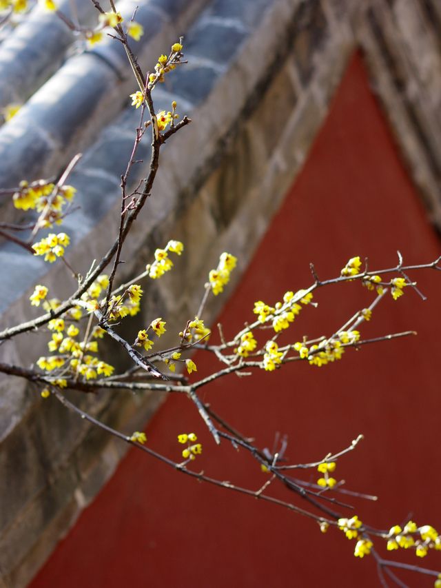 泰山秘境，600年古梅綻放，一樹金輝驚艷了整個冬天！