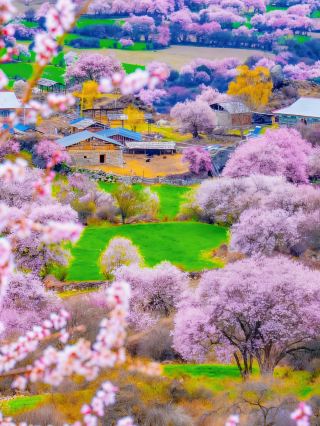 ฉันเดินทางไปทิเบตโดยเฉพาะเพื่อชมดอกพีชที่เมืองหนิงฉี