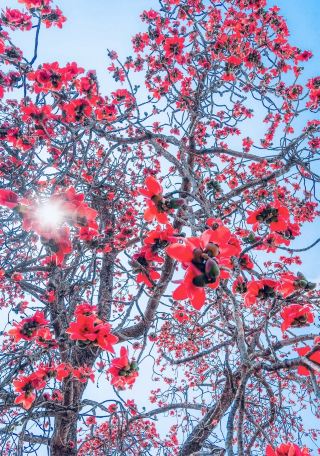 อย่าไปเบียดเสียดกันดูดอกซากุระเลย! ต้นไม้หิมะใต้ + ต้นฝ้ายไฟ นี่แหละคือฤดูใบไม้ผลิที่แท้จริง