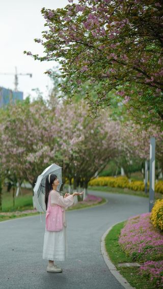 The cherry blossoms at Longhu Wetland Park are so beautiful that I don't want to leave!