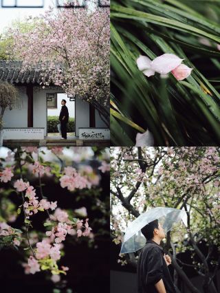 蘇州千灯の古韻｜雨の中の海棠と顧炎武故居の絶美な邂逅