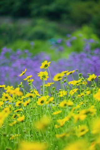 重庆の公園では花を踏まずに人生最高の写真が撮れる!5つの神スポット大公開