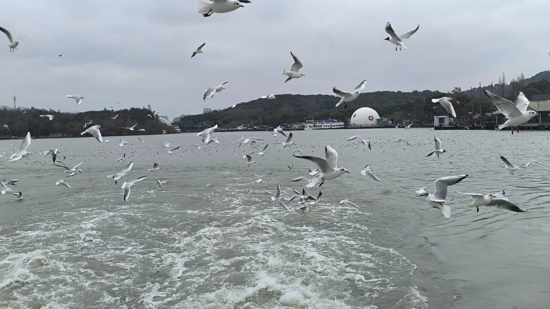 Shanghai → Wuxi in 1.5 hrs, and suddenly the city is gone.

First stop: Taihu Yuantouzhu. This lake is bigger than my Shanghai district.

No towers. Just wind, ferries, and a turtle-shaped island poking into the water.

¥90, boat included, Best day reset.

📍 Taihu Lake, Wuxi

#Taihu  #Wuxi  #DayTripFromShanghai 