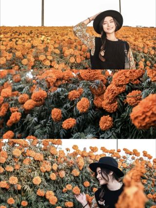 Who knew SD had flower fields beyond spring? The autumn flower fields have such a great vibe.