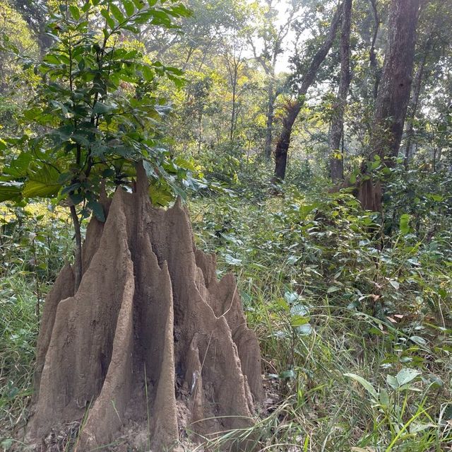 Jungle Walk at Chitwan Safari 🐾🐅🐘🐆