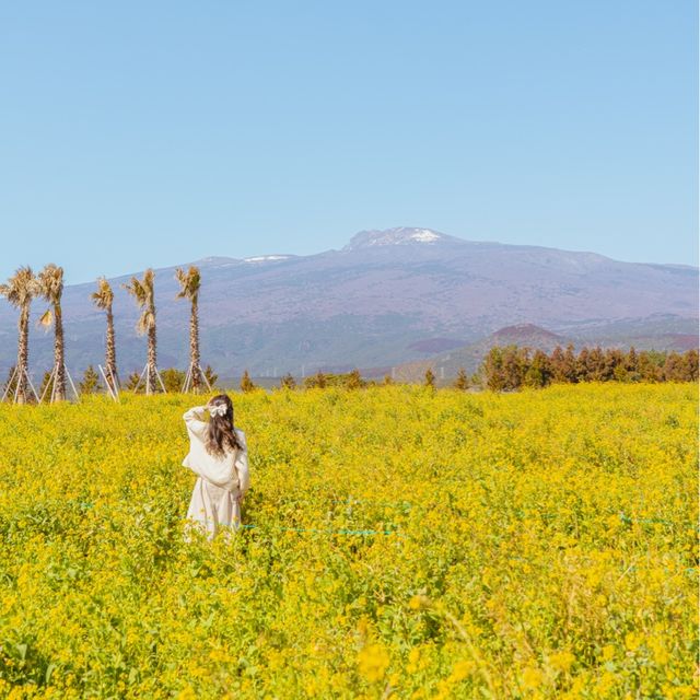 🌸봄이 가득 피어난 곳 [제주, 휴애리]🌼