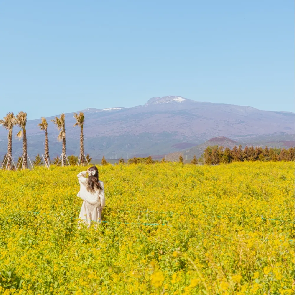 🌸봄이 가득 피어난 곳 [제주, 휴애리]🌼