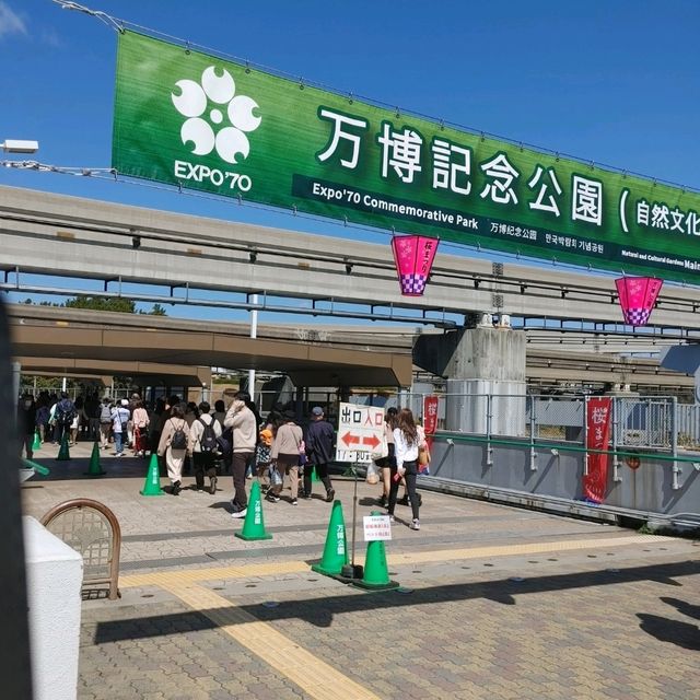 万博記念公園　桜まつり　梅林・桜開花状況