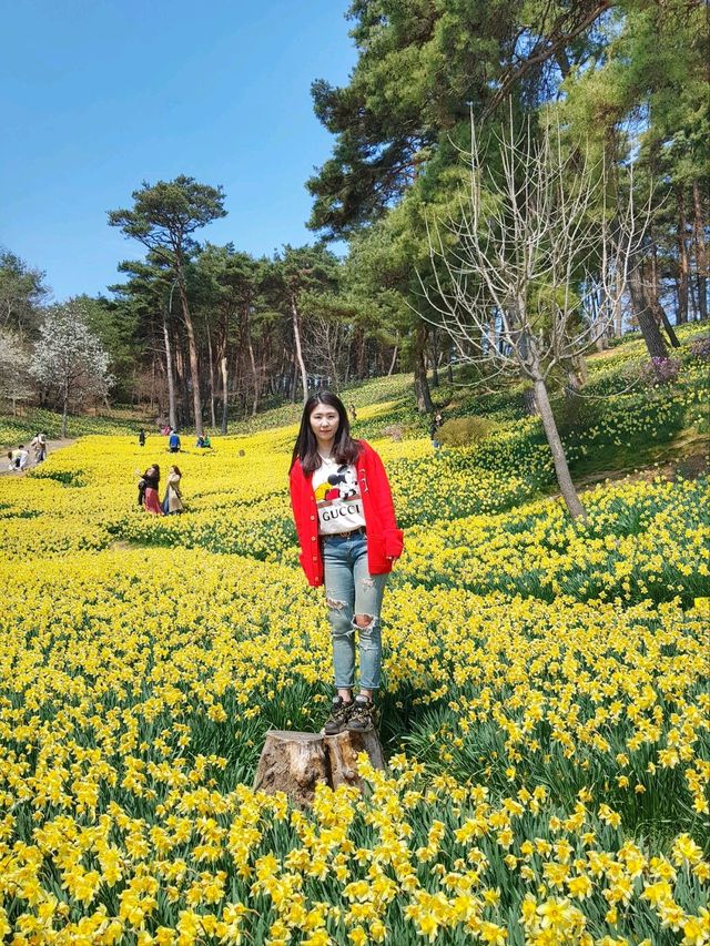 이제 곧 만개할 수선화천국💛서산 유기방가옥