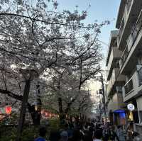 【東京】中目黒の桜並木