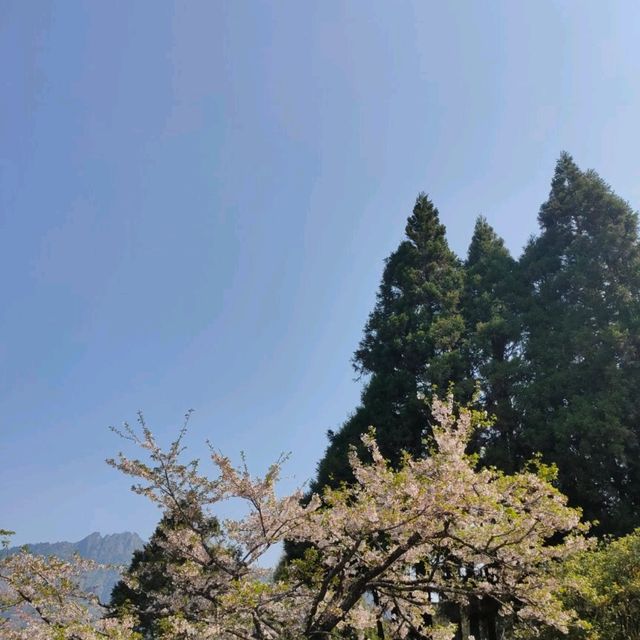 阿里山景點之一-櫻王